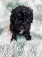 Amsterdam , a male Cavapoo for sale in Temple, GA – Photo 2 of 10