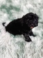 Amsterdam , a male Cavapoo for sale in Temple, GA – Photo 4 of 10