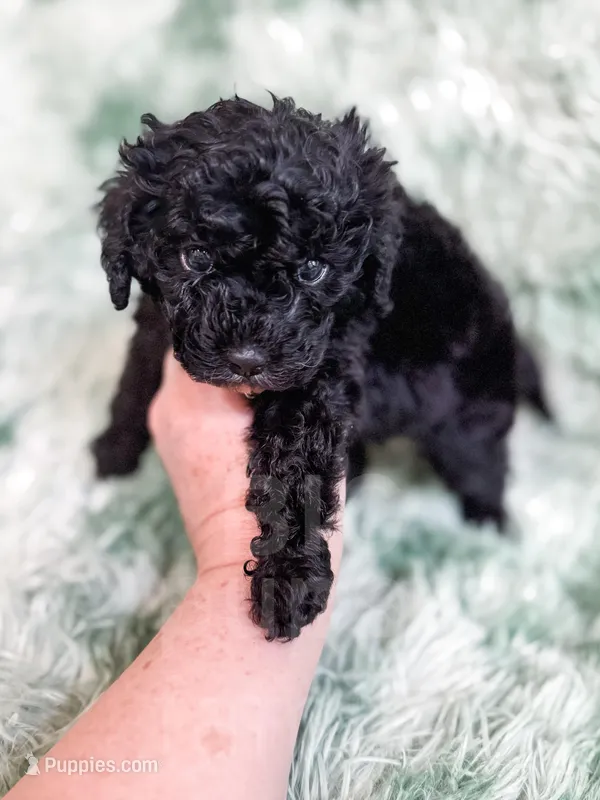 Amsterdam  – Cavapoo puppy for sale in Temple, GA