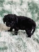 Amsterdam , a male Cavapoo for sale in Temple, GA – Photo 7 of 10