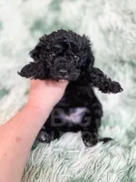 Amsterdam , a male Cavapoo for sale in Temple, GA – Photo 9 of 10