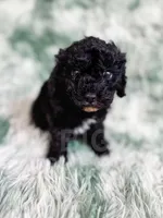 Amsterdam , a male Cavapoo for sale in Temple, GA – Photo 3 of 10