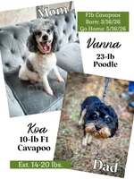 Amsterdam , a male Cavapoo for sale in Temple, GA – Photo 10 of 10