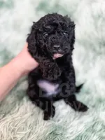 Amsterdam , a male Cavapoo for sale in Temple, GA – Photo 6 of 10