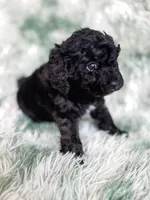Amsterdam , a male Cavapoo for sale in Temple, GA – Photo 5 of 10
