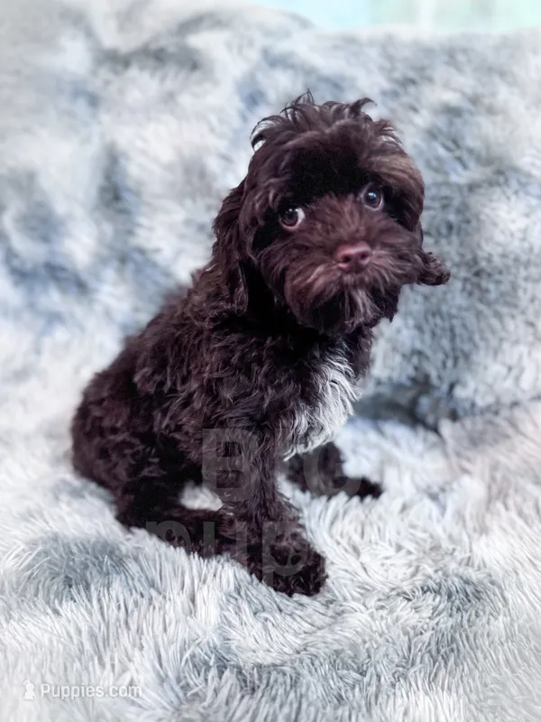Ripple – Cavapoo puppy for sale in Temple, GA