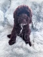 Russ, a male Cockapoo for sale in Temple, GA – 6 of 6