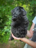Grove , a male Cavapoo for sale in Temple, GA – 5 of 8