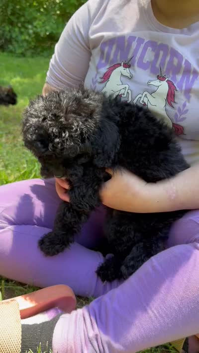 Amsterdam , a male Cavapoo for sale in Temple, GA – 6 of 8