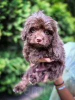 Fudge , a male Cavapoo for sale in Temple, GA – 2 of 6