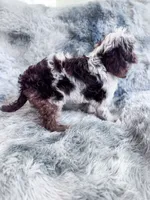 Moondogge, a male Cockapoo for sale in Temple, GA – 3 of 8