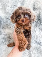 Primo, a male Cavapoo for sale in Temple, GA – 6 of 10