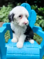 Bubbles, a female Sheepadoodle for sale in Temple, GA – 4 of 9