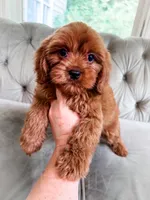 Grapefruit, a male Cavapoo for sale in Temple, GA – 6 of 6