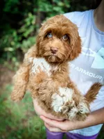 Salsa, a male Cavapoo for sale in Temple, GA – 2 of 6