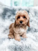 Sunkist, a female Cockapoo for sale in Temple, GA – 3 of 5