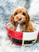 processed/77da9587-a459-430b-a55f-7b0548061657/listing/e9b1c9c3-9521-4f0e-b8f2-0e8cc7e19836/054c6cd4-968c-4d8b-9622-8a5d7e0fc6f2