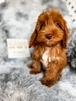 processed/77da9587-a459-430b-a55f-7b0548061657/listing/e9b1c9c3-9521-4f0e-b8f2-0e8cc7e19836/7f773485-2608-4efc-9009-29344b40d42b