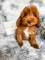 processed/77da9587-a459-430b-a55f-7b0548061657/listing/e9b1c9c3-9521-4f0e-b8f2-0e8cc7e19836/fed09a86-6298-4bc0-b5c0-203637766d68