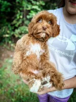 Salsa, a male Cavapoo for sale in Temple, GA – 3 of 6