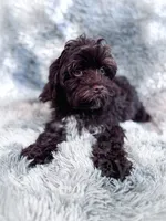 Ripple, a male Cavapoo for sale in Temple, GA – 4 of 6