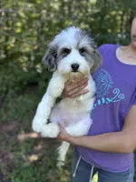 Rubiks - Mini Sheepadoodle, a male Sheepadoodle for sale in Temple, GA – 3 of 10