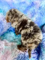 processed/77da9587-a459-430b-a55f-7b0548061657/listing/eb128fce-ce85-4bf9-8ebb-7c15a95fba52/caad1537-ed7d-43e6-a0e2-6843ead41125