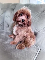 Orzo , a male Cavapoo for sale in Temple, GA – 4 of 5