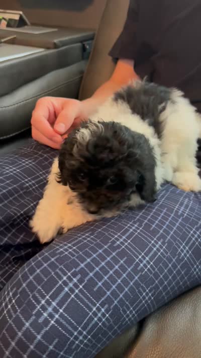 Nampula, a male Cavapoo for sale in Temple, GA – 6 of 10