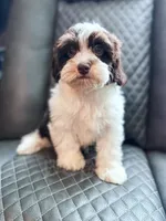 Hershey , a female Havapoo for sale in Temple, GA – 3 of 8