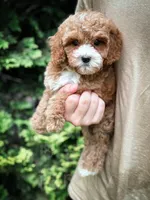 Cardinal , a male Cavapoo for sale in Temple, GA – 4 of 7