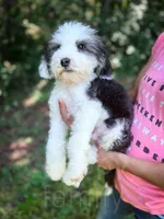 Slinky - Mini Sheepadoodle, a male Sheepadoodle for sale in Temple, GA – 2 of 9