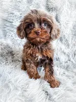Primo, a male Cavapoo for sale in Temple, GA – 3 of 10