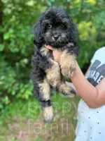 Grove , a male Cavapoo for sale in Temple, GA – 3 of 8