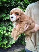 Cardinal , a male Cavapoo for sale in Temple, GA – 7 of 7