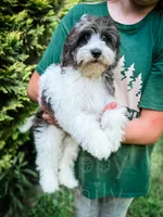 Manchester, a male Cavapoo for sale in Temple, GA – 3 of 10