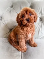 Grapefruit, a male Cavapoo for sale in Temple, GA – 3 of 6