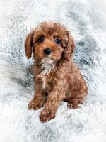Teagan, a female Cavapoo for sale in Temple, GA – 4 of 7