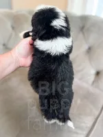 Etch - Mini Sheepadoodle, a male Sheepadoodle for sale in Temple, GA – 3 of 3