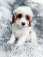 Bullet , a male Cavapoo for sale in Temple, GA – 4 of 9