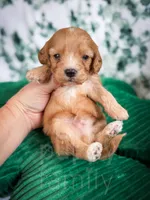 Chili , a male Cavapoo for sale in Temple, GA – Photo 5 of 6