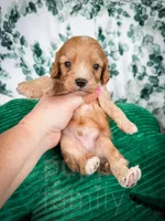 Chili , a male Cavapoo for sale in Temple, GA – Photo 6 of 6