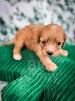 Chili , a male Cavapoo for sale in Temple, GA – Photo 4 of 6