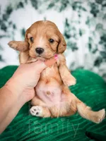 Chili , a male Cavapoo for sale in Temple, GA – Photo 3 of 6