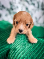 Chili , a male Cavapoo for sale in Temple, GA – Photo 2 of 6