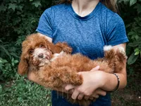 Katie, a female Cavapoo for sale in Temple, GA – 4 of 4