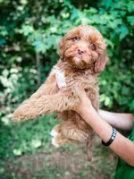 Salsa, a male Cavapoo for sale in Temple, GA – 5 of 5