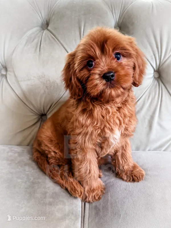 Grapefruit – Cavapoo puppy for sale in Temple, GA