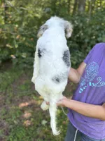 Rubiks - Mini Sheepadoodle, a male Sheepadoodle for sale in Temple, GA – 4 of 10