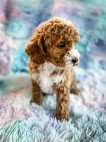 Heart, a female Cavapoo for sale in Temple, GA – Photo 6 of 8